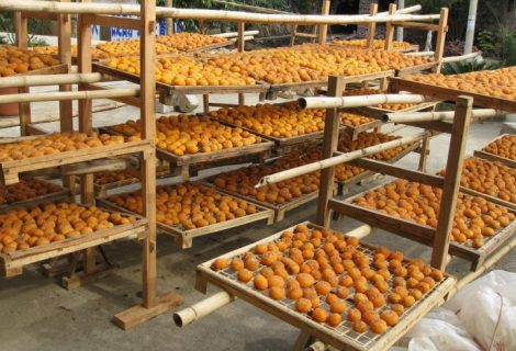 Dried Apricot Farming